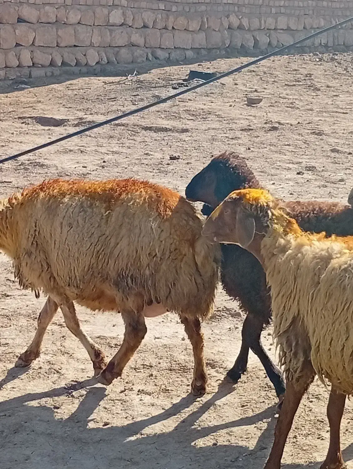 میش و بره|حیوانات مزرعه|کوهدشت, |دیوار