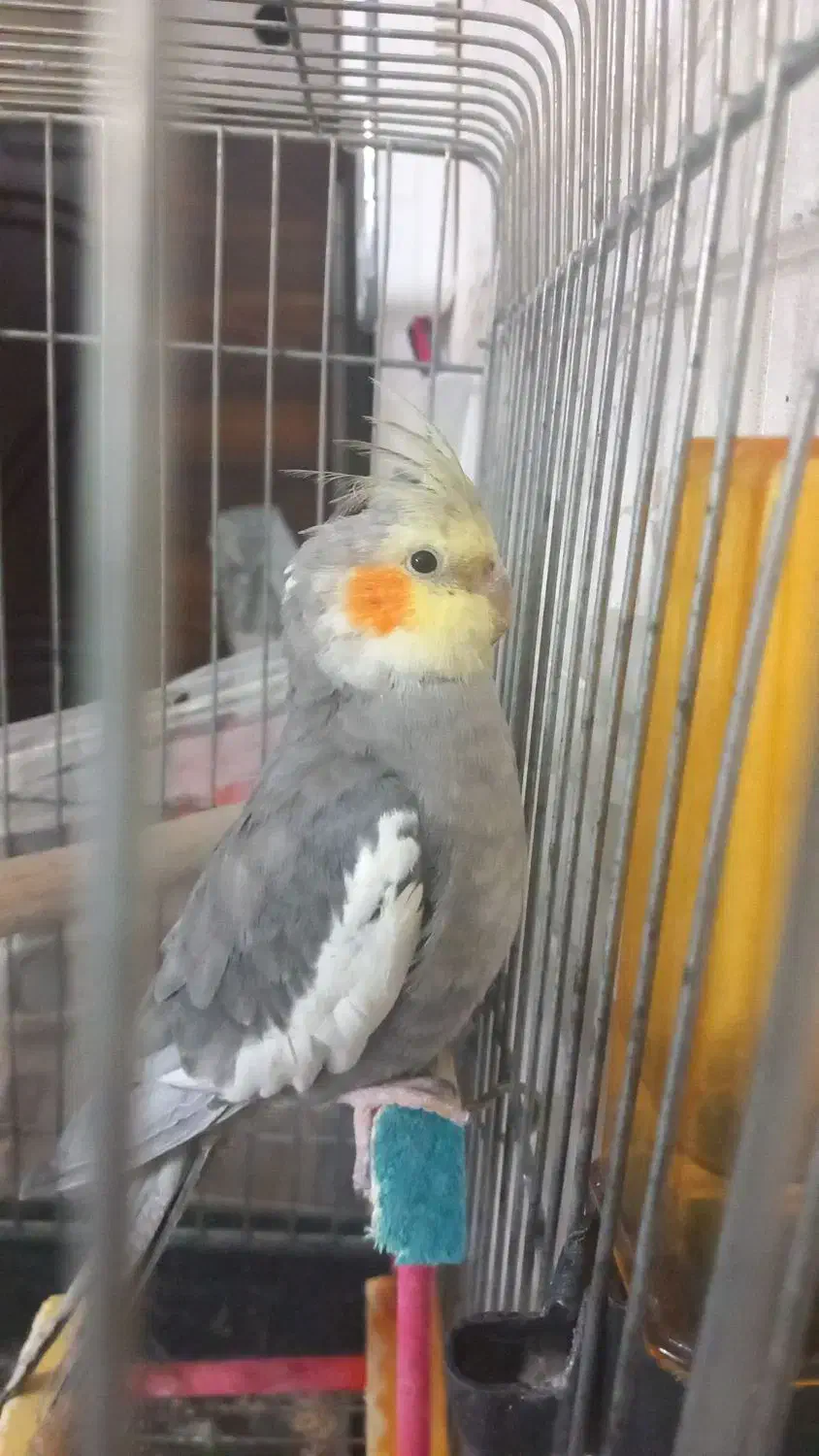 عروس هلندی|پرنده|شهریار, شهرک شاهد|دیوار