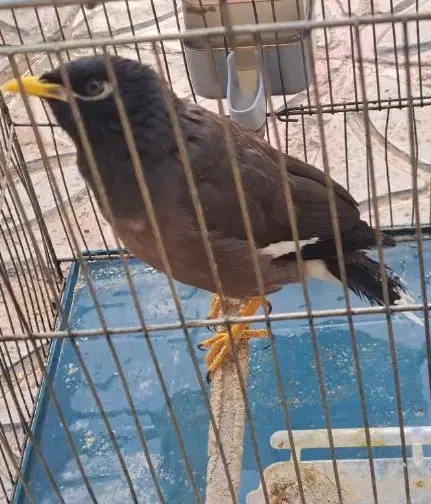 مرغ مینا|پرنده|ایلام, |دیوار