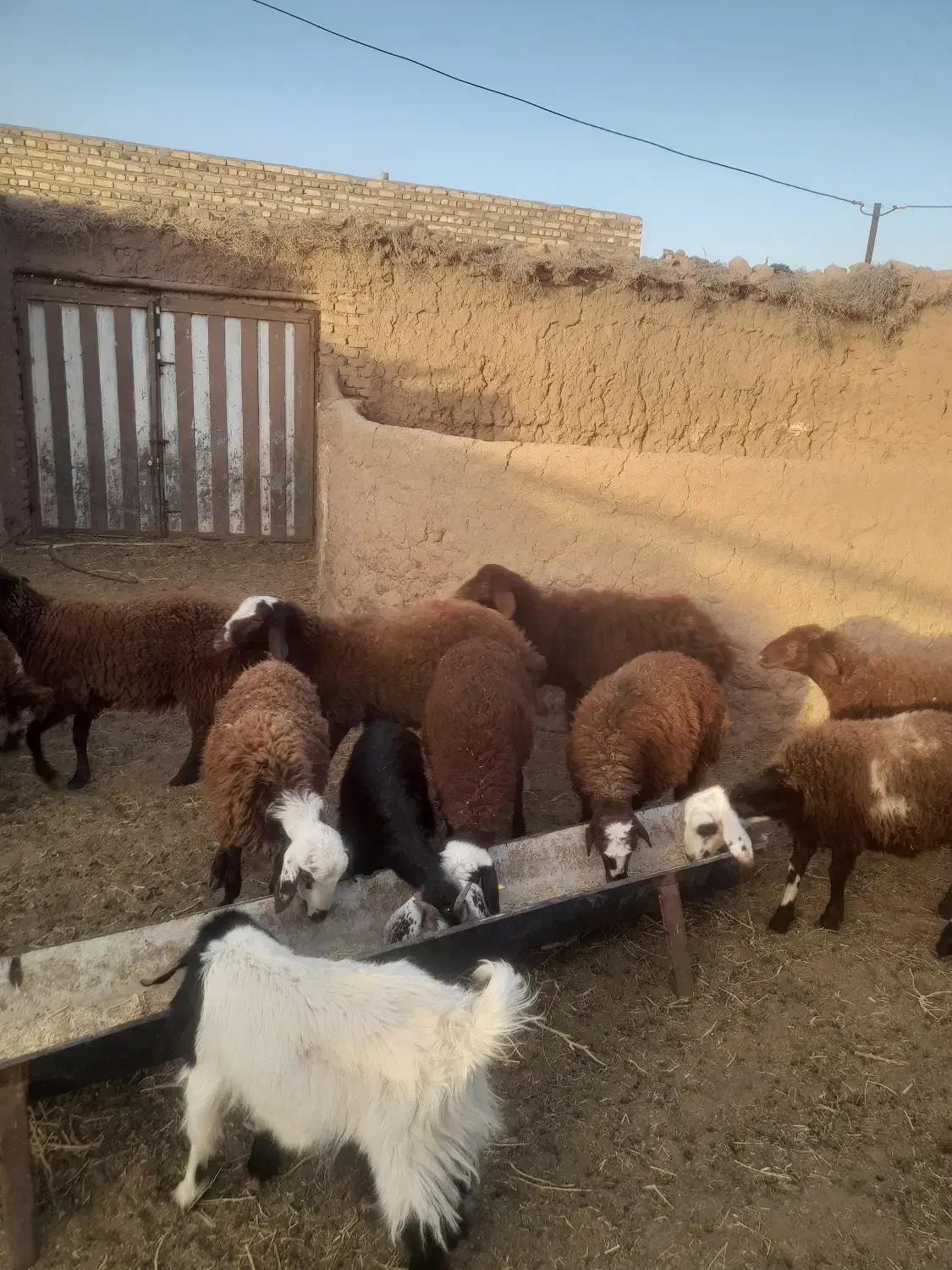 ۱۵ بره ماده قیمت توافقی|حیوانات مزرعه|رشتخوار, |دیوار