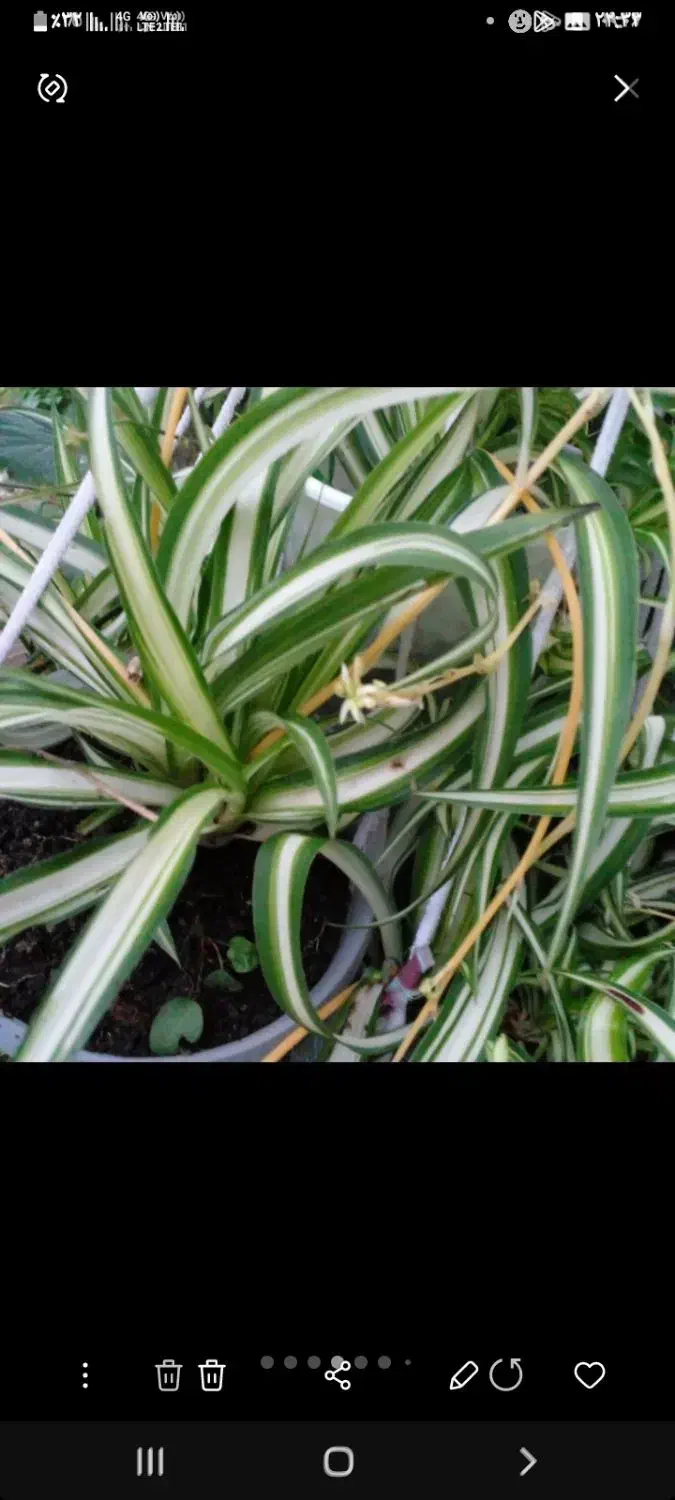 تعدادی گلدان و گل  ۱۰۰۰۰|گل و گیاه طبیعی|رشت, سیا اسطلخ|دیوار