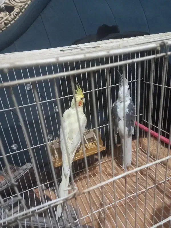 عروس هلندی فروش فوری|پرنده|چناران, |دیوار