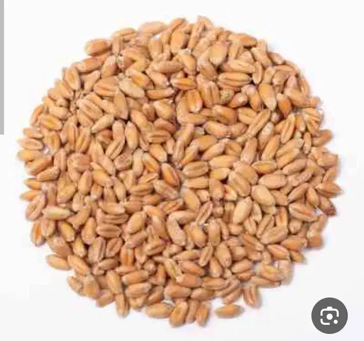 گندم|عمده‌فروشی|دیواندره, |دیوار