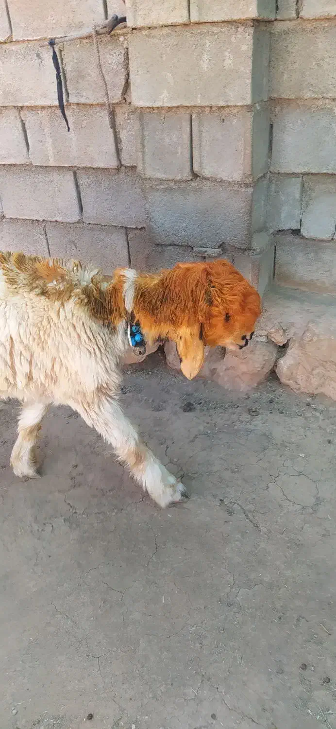 یک راس کوه قوچ داشتی به قیمت گوشت(بره.بز.میش)|حیوانات مزرعه|کوهرنگ, |دیوار