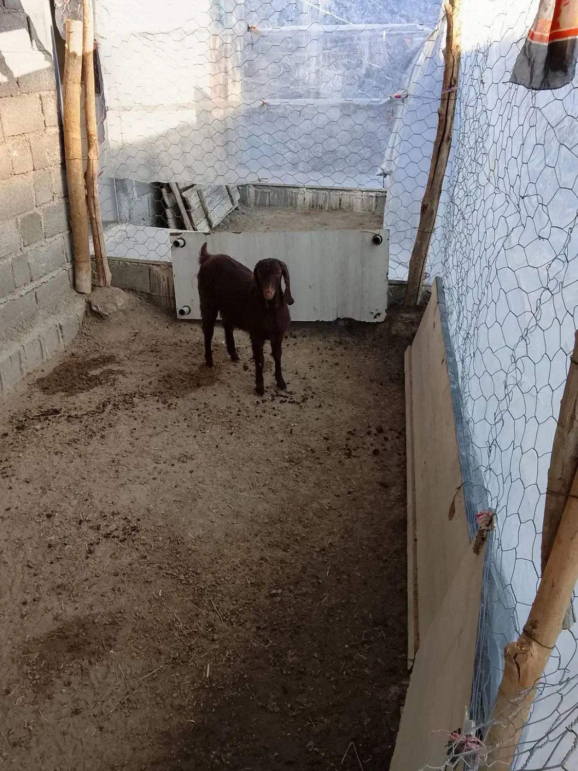 یک عدد بزغاله|حیوانات مزرعه|چناران, |دیوار