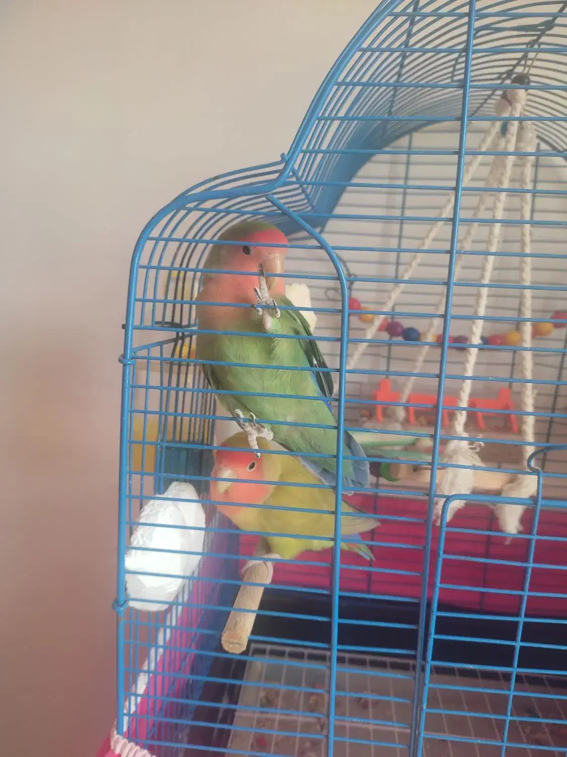 طوطی برزیلی|پرنده|ماهدشت, |دیوار