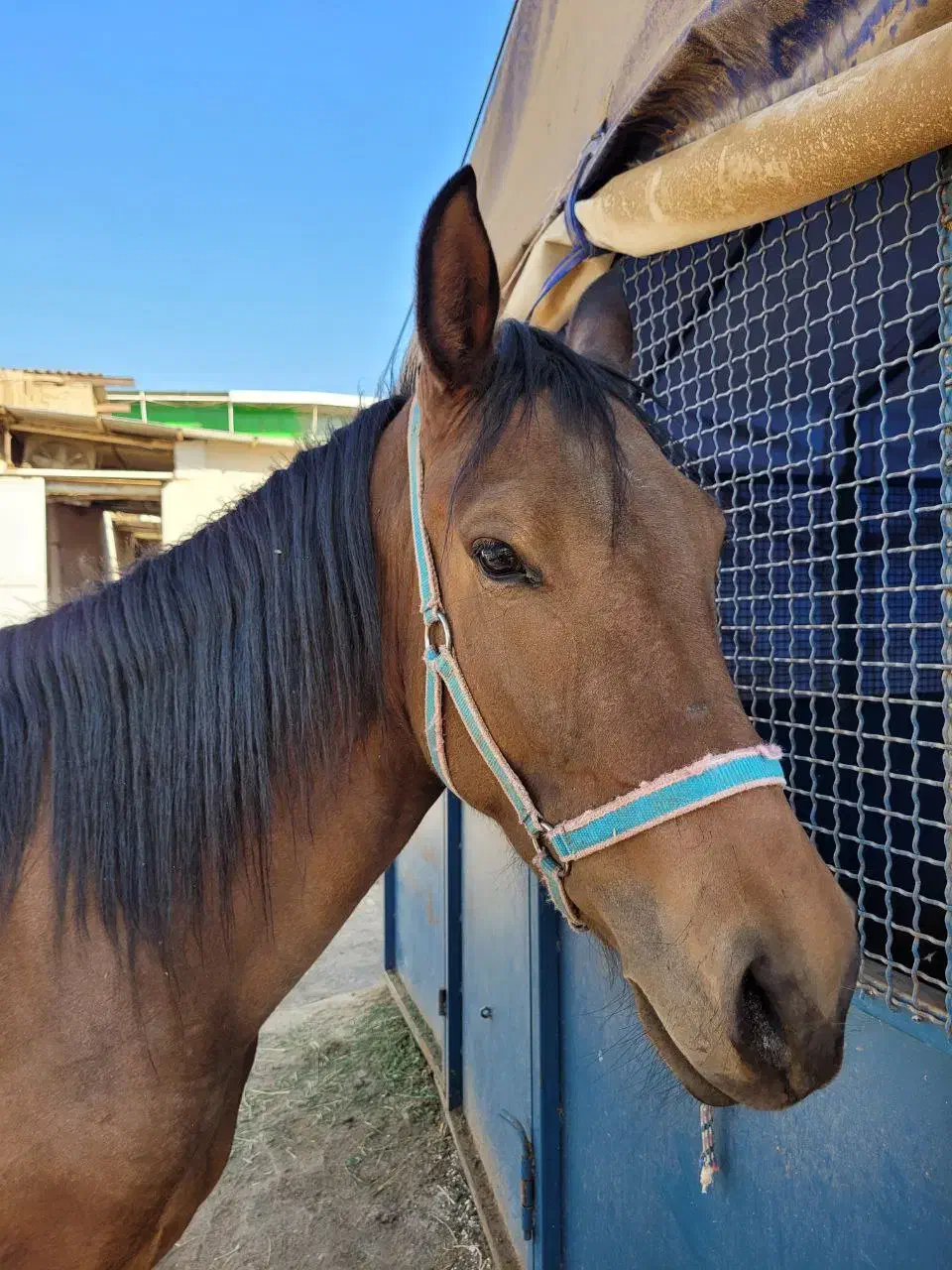 اسب مادیون ایرانی|اسب و تجهیزات اسب‌سواری|مشهد, کوثر|دیوار