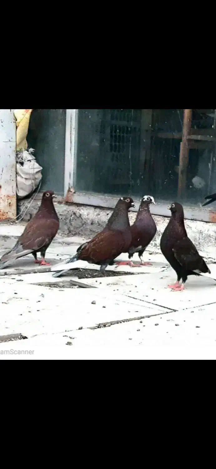 کبوتر یا کفتر ارشلینگل|پرنده|اندیشه, اندیشه فاز ۲|دیوار