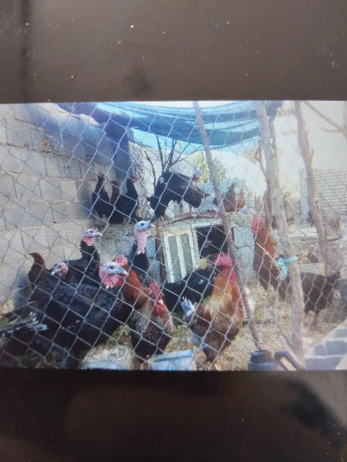 فروش بقلمون محلی وخروس محلی|حیوانات مزرعه|سرچهان, |دیوار