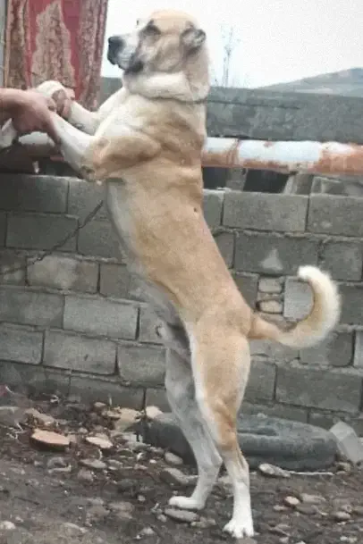 توله خراسانی|سگ|گنبد کاووس, |دیوار