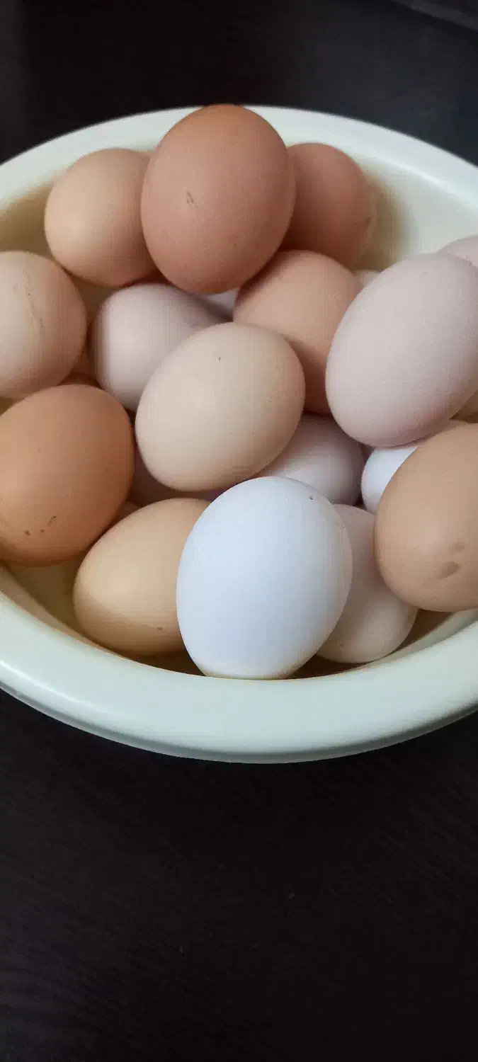 تخم مرغ تازه به شرط سالم بودن|خوردنی و آشامیدنی|هشتگرد, هیو|دیوار