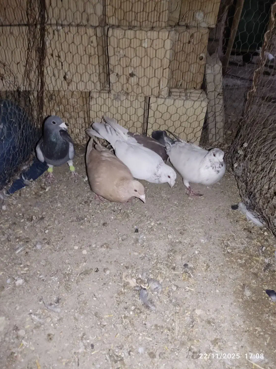 کبوتر پرشی|پرنده|اسفراین, |دیوار