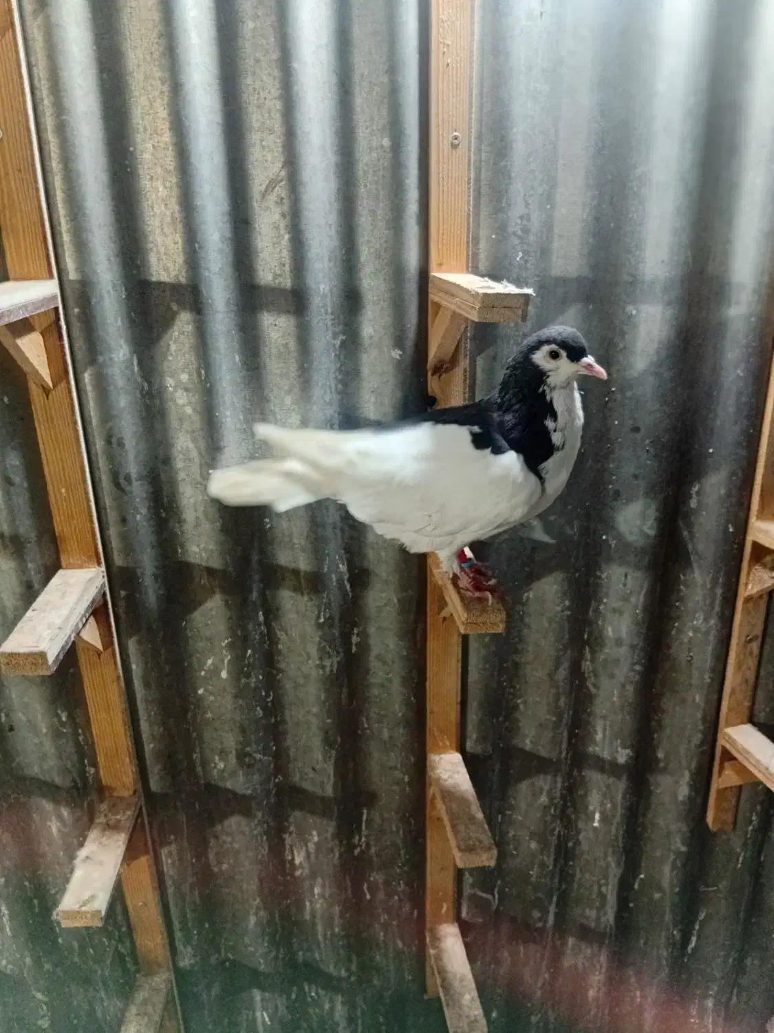 کفتر وبوم|پرنده|مشهد, نوید|دیوار