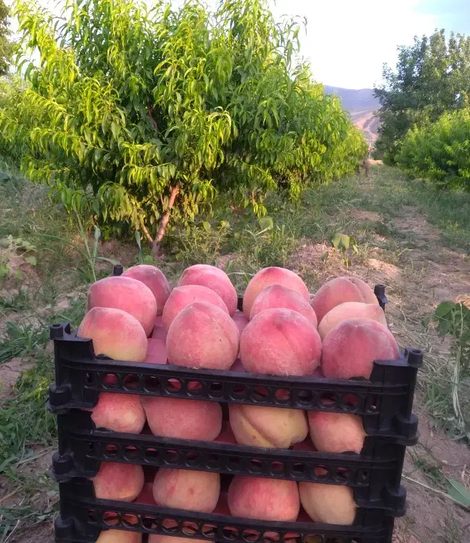 فروش باغ هلو|فروش زمین و ملک کلنگی|آشخانه, |دیوار