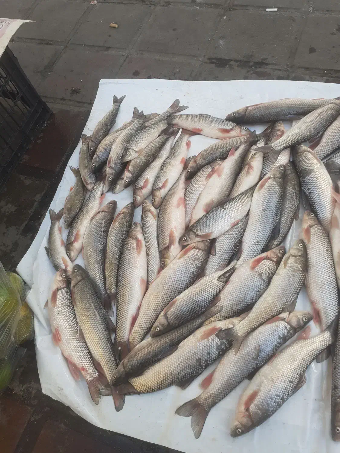 سفیدماهی وسیاه کولی|ماهی|صومعه‌سرا, |دیوار