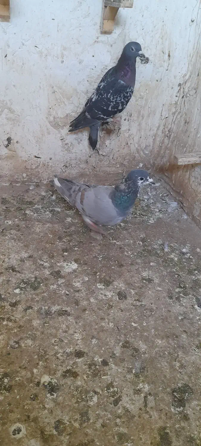 کبوتر|پرنده|چناران, |دیوار