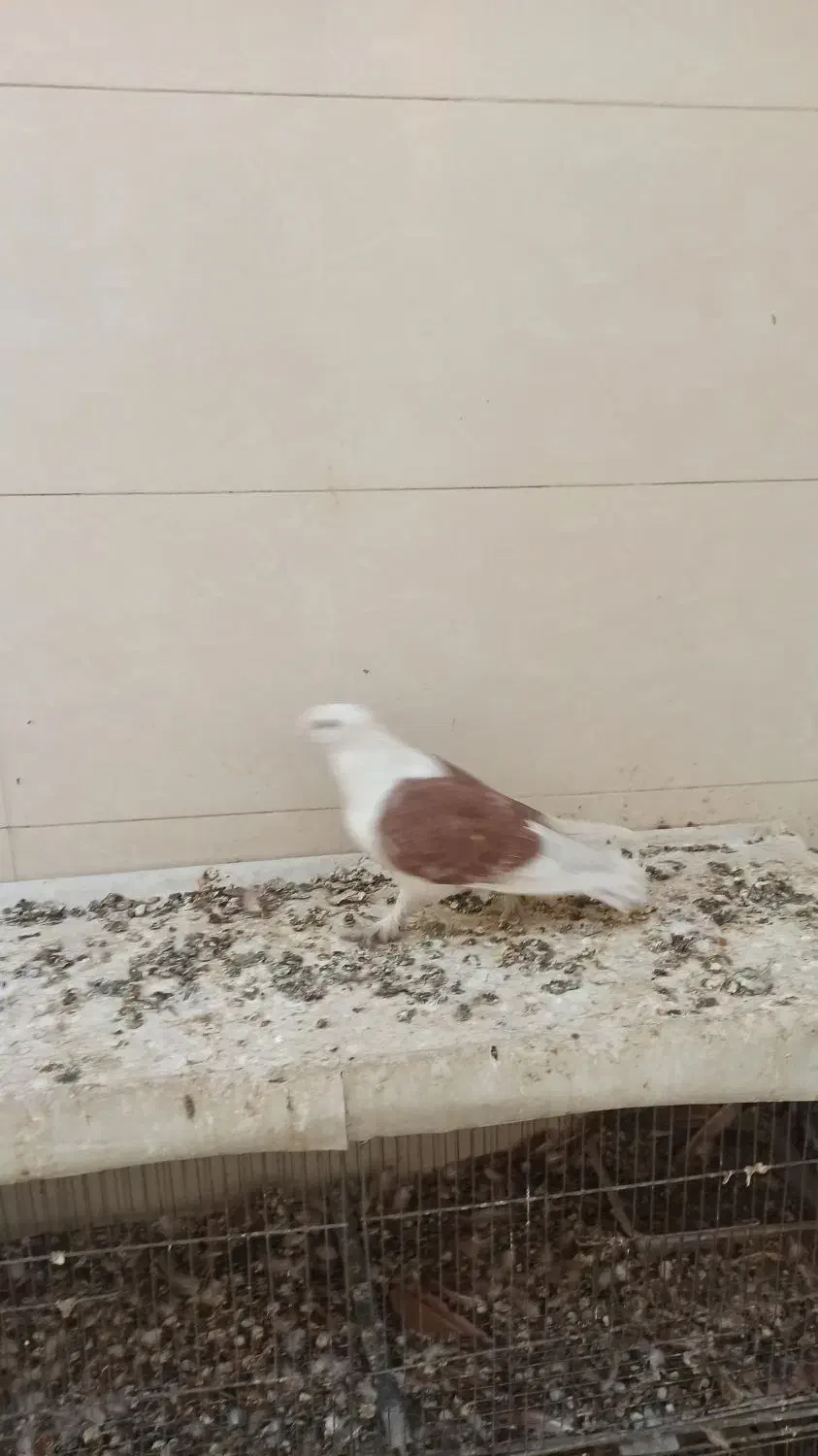 کبوتر|پرنده|شاهین‌شهر, شهرک هشت بهشت|دیوار