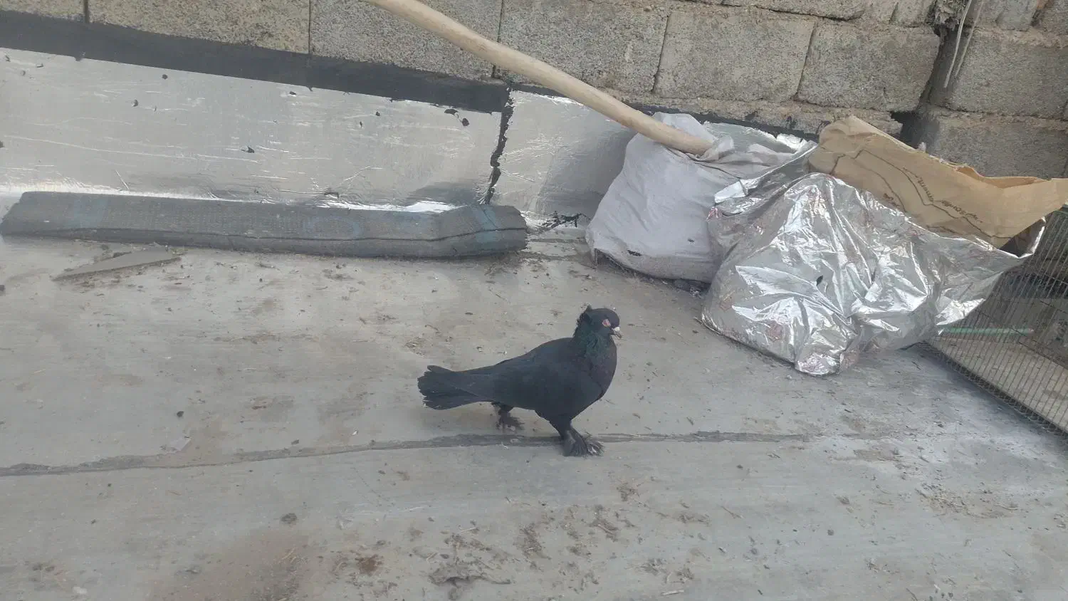 کبوتر|پرنده|تبریز, |دیوار