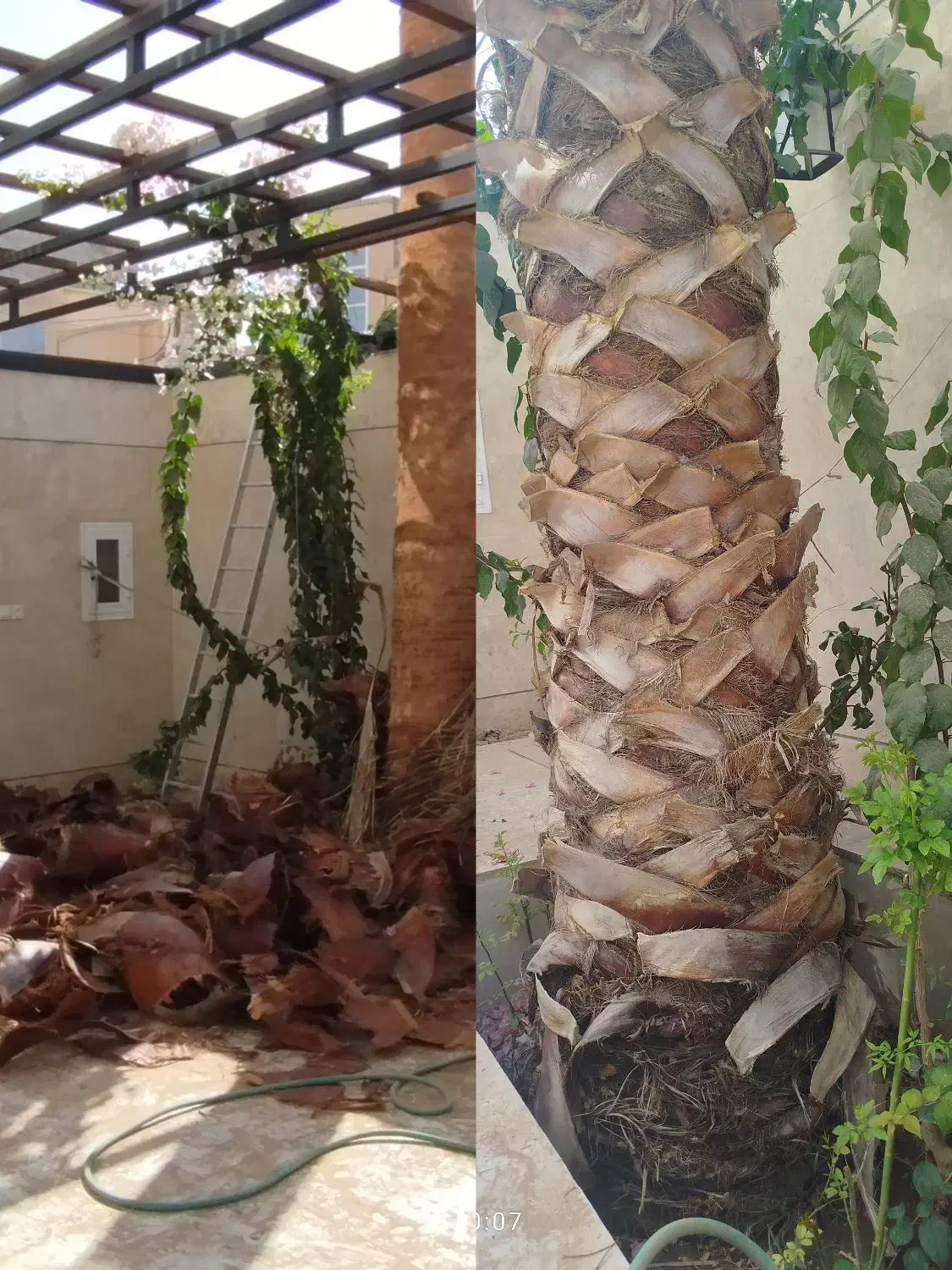 هرس خرمای زینتی (پالم)|خدمات باغبانی و درختکاری|اردکان, |دیوار