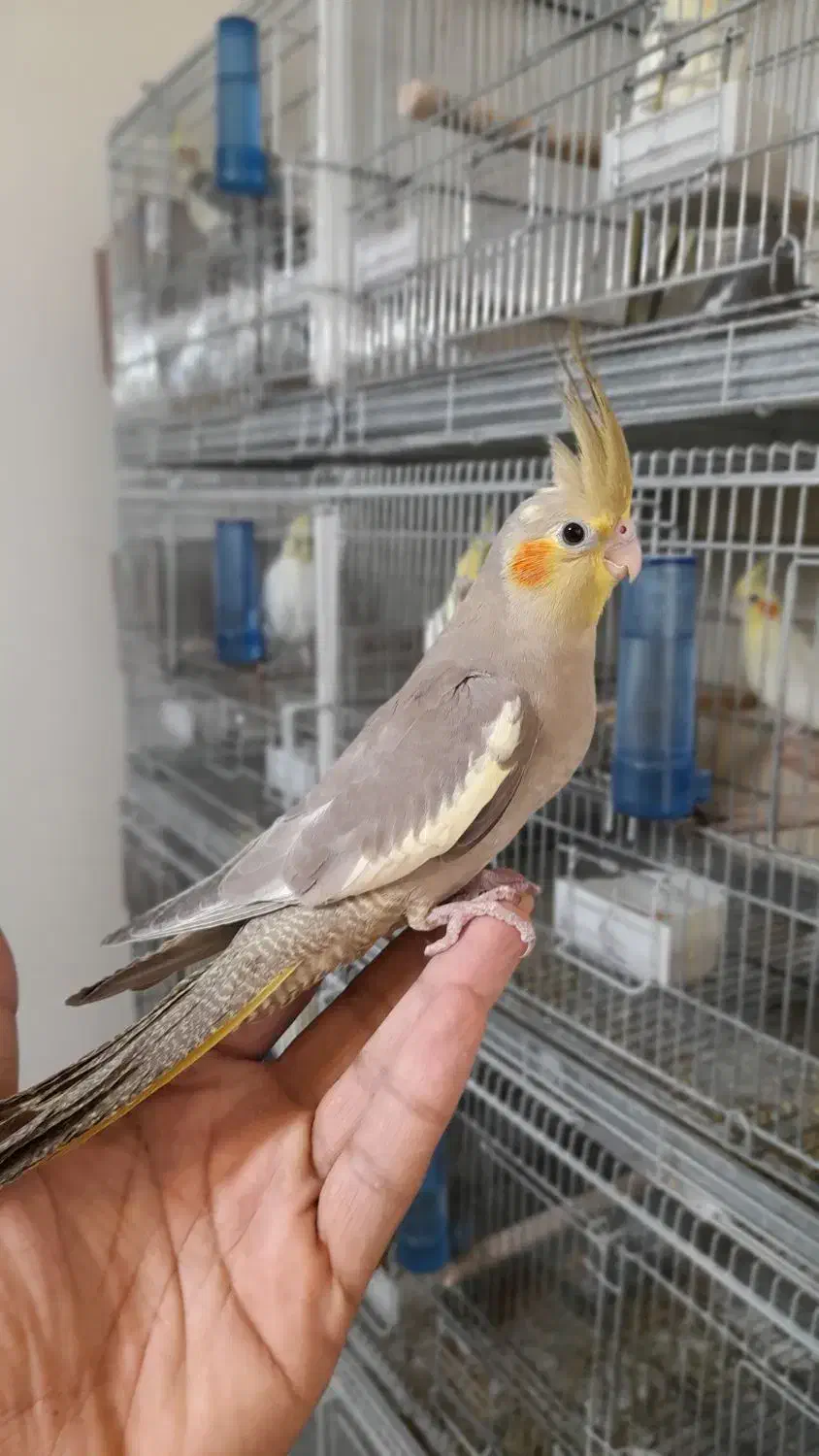 جوجه عروس هلندی|پرنده|پردیس, فاز ۱۱|دیوار