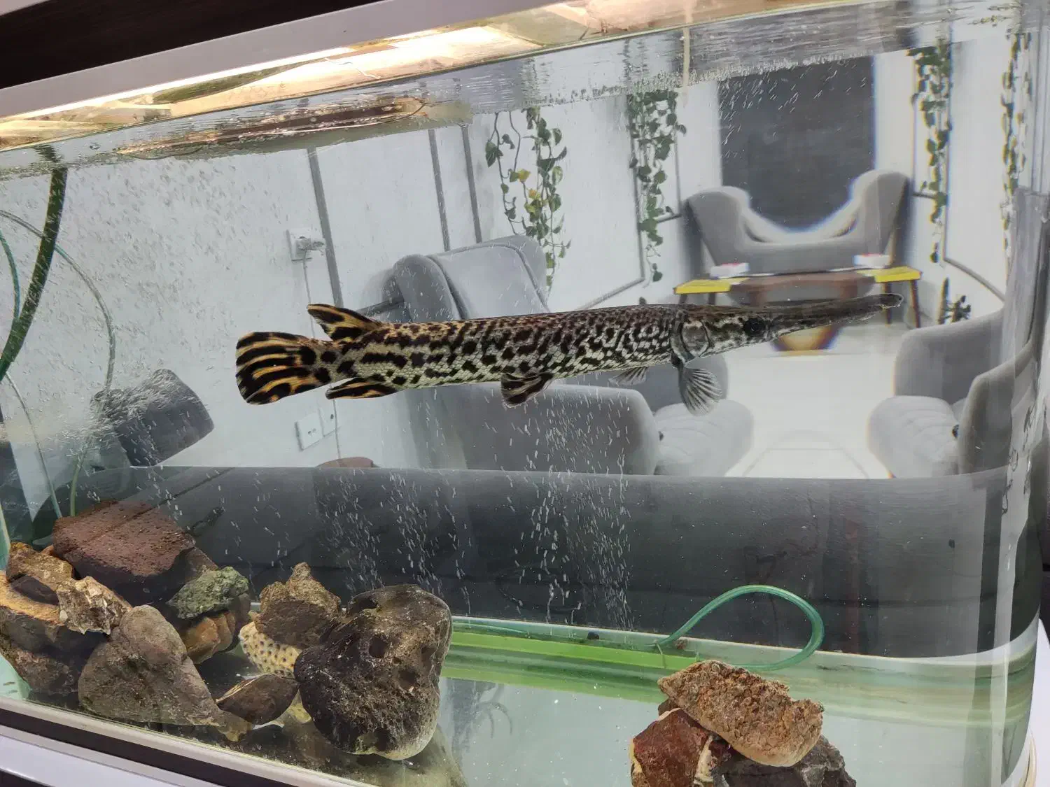 ماهی الیگیتور یا سرسوسماری|ماهی|جیرفت, |دیوار