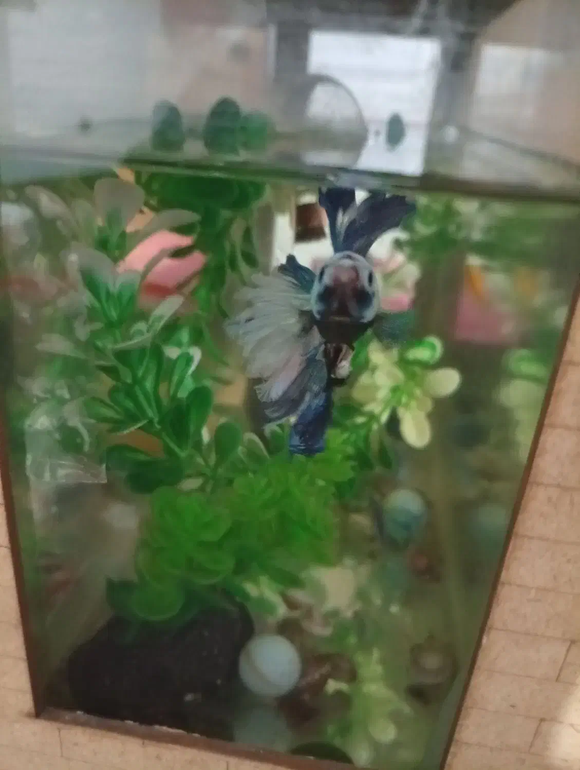 آکواریوم با ماهی|ماهی|شیراز, شاپورجان|دیوار