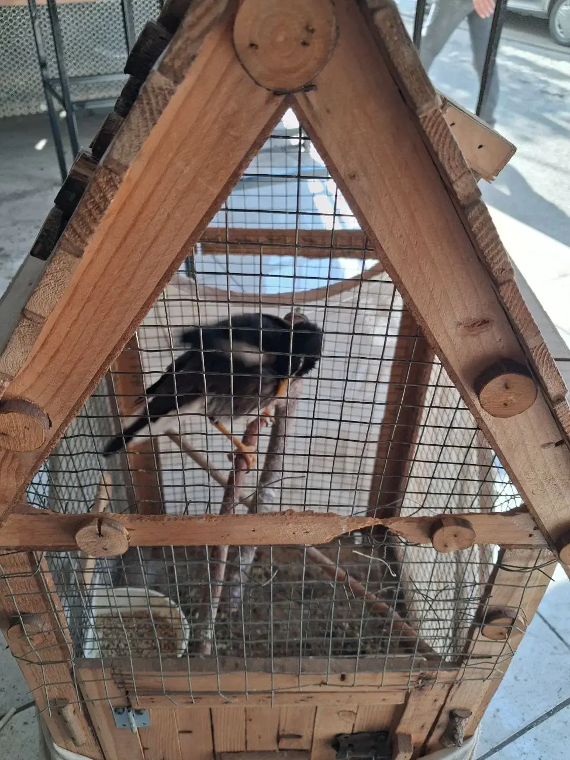 مینا تازه بالغ شده با قفس|پرنده|چهاردانگه (تهران), |دیوار