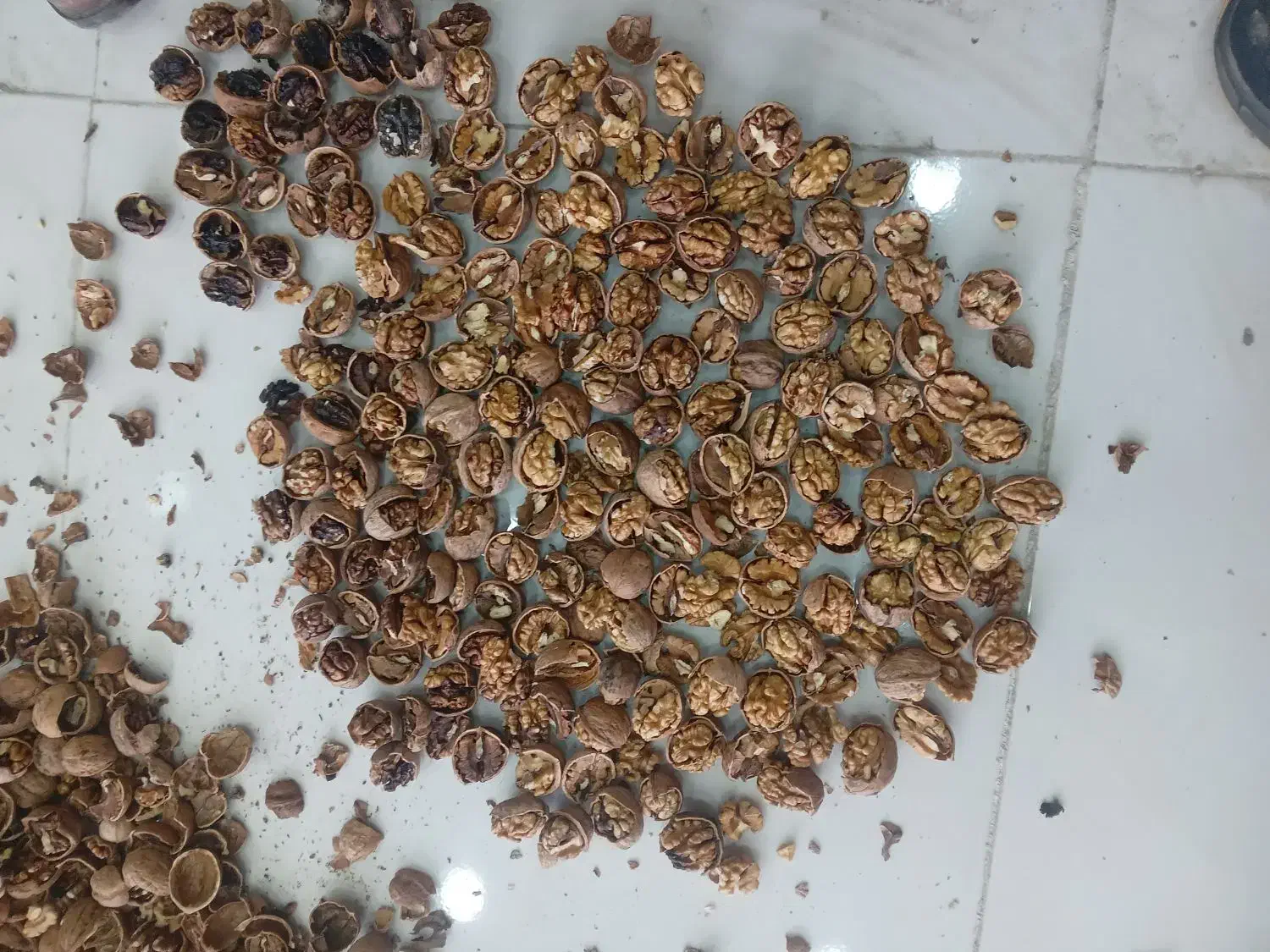 شکستن گردوی ایرانی|خوردنی و آشامیدنی|آذرشهر, |دیوار