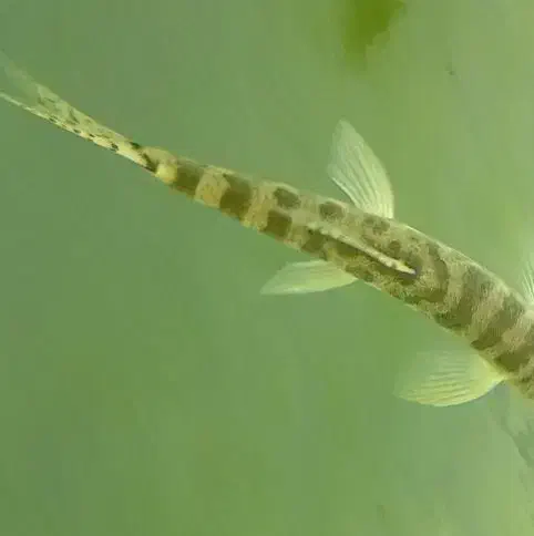 ماهی آکواریومی لوچ|ماهی|زابل, |دیوار