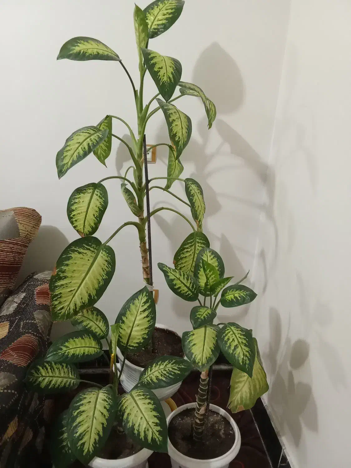 گل خانگی|گل و گیاه طبیعی|مشگین شهر, |دیوار