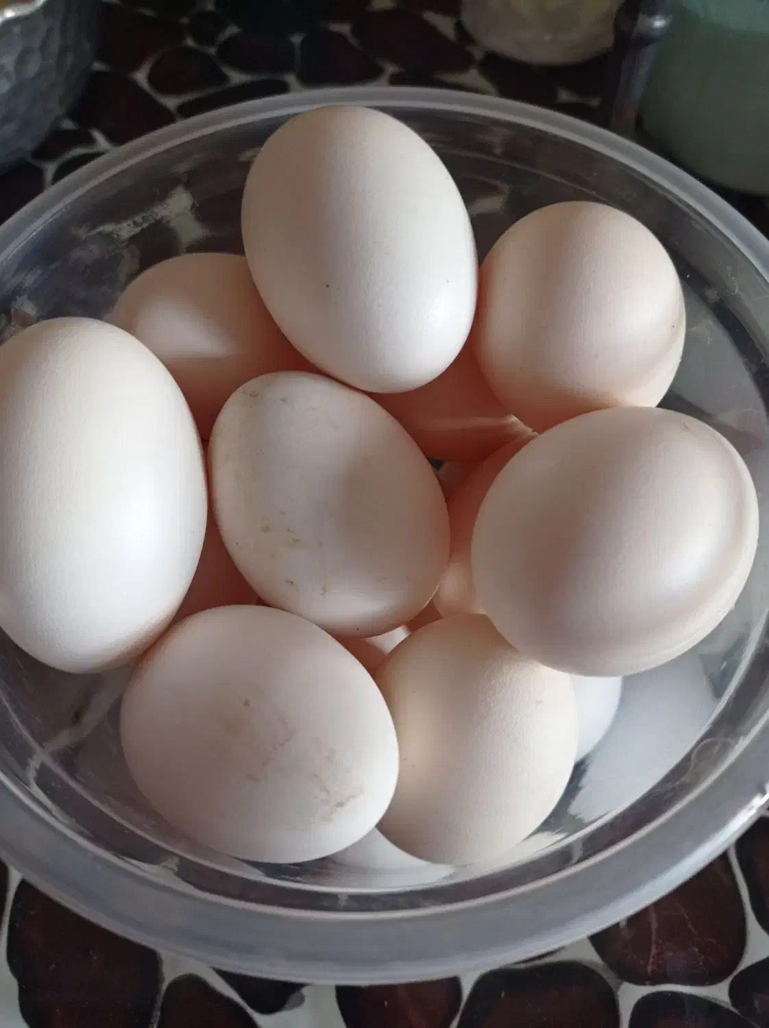 تخم مرغ  محلی|حیوانات مزرعه|رامشیر, |دیوار