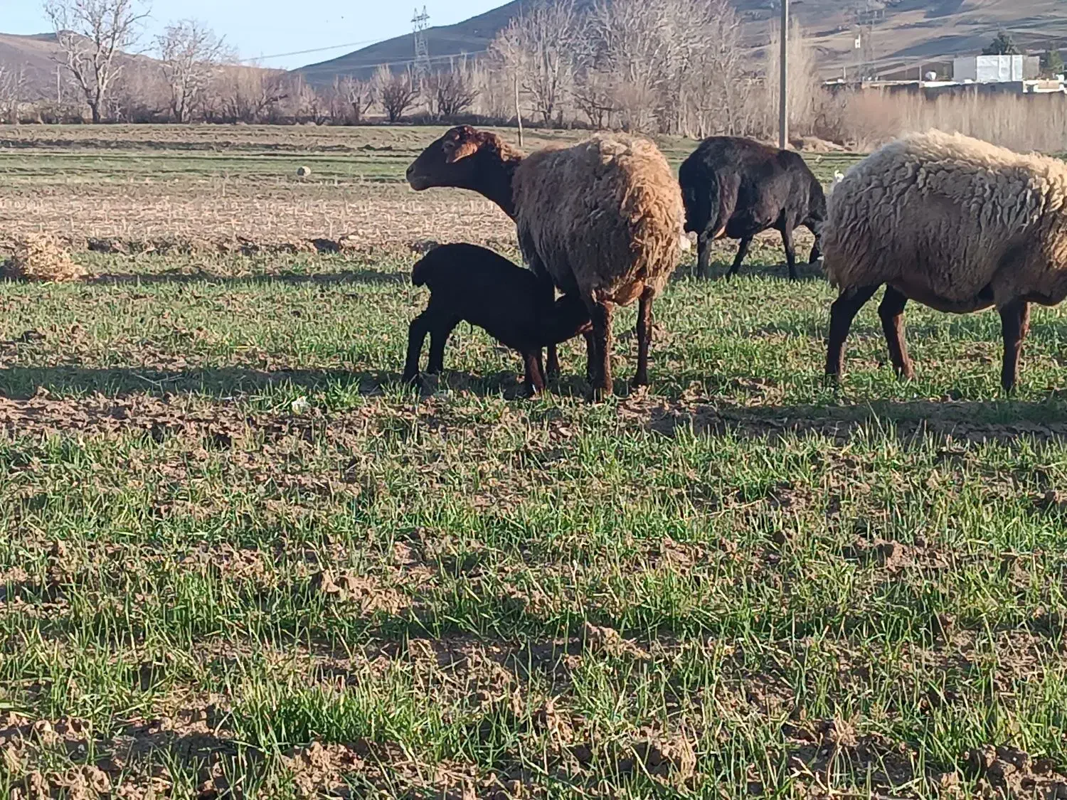 میش|حیوانات مزرعه|بیرانوند, |دیوار