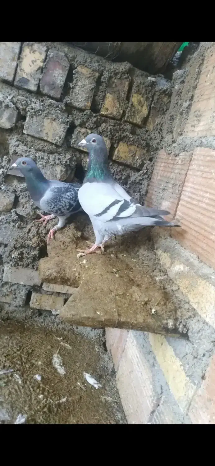 پرنده مسافتی جواب داده|پرنده|مینودشت, |دیوار