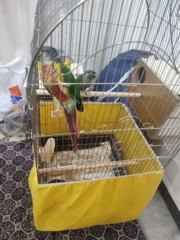 فروش گرینچیک یا گیرینچیک|پرنده|هشتگرد, شهرک بعثت|دیوار