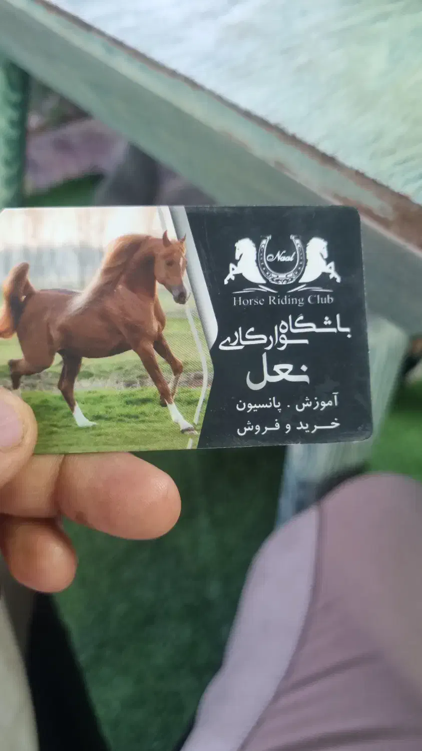 اسب باشگاه سوارکاری نعل|اسب و تجهیزات اسبسواری|کرج, شهرک جهان آرا|دیوار