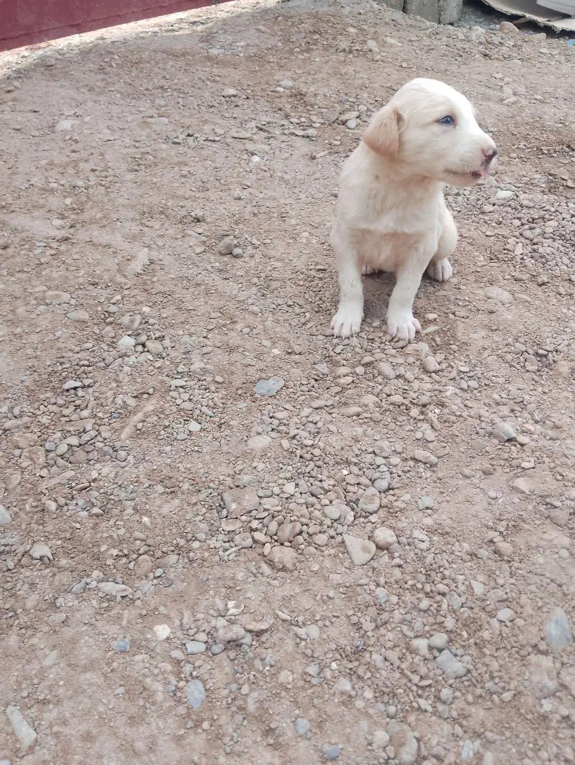 سگ فروشی|سگ|ایرانشهر, |دیوار