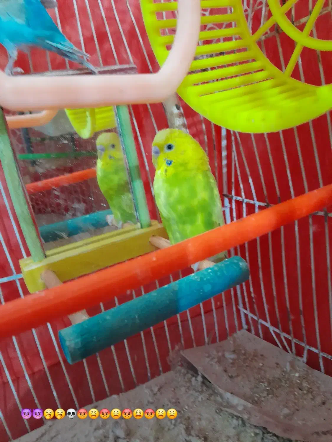 پرنده خانگی|پرنده|تربت جام, پاسداران|دیوار