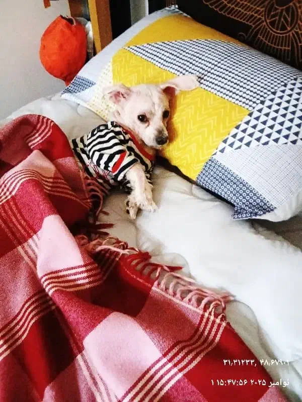 سگ شیتزو گم شده|سگ|اهواز, نادری|دیوار