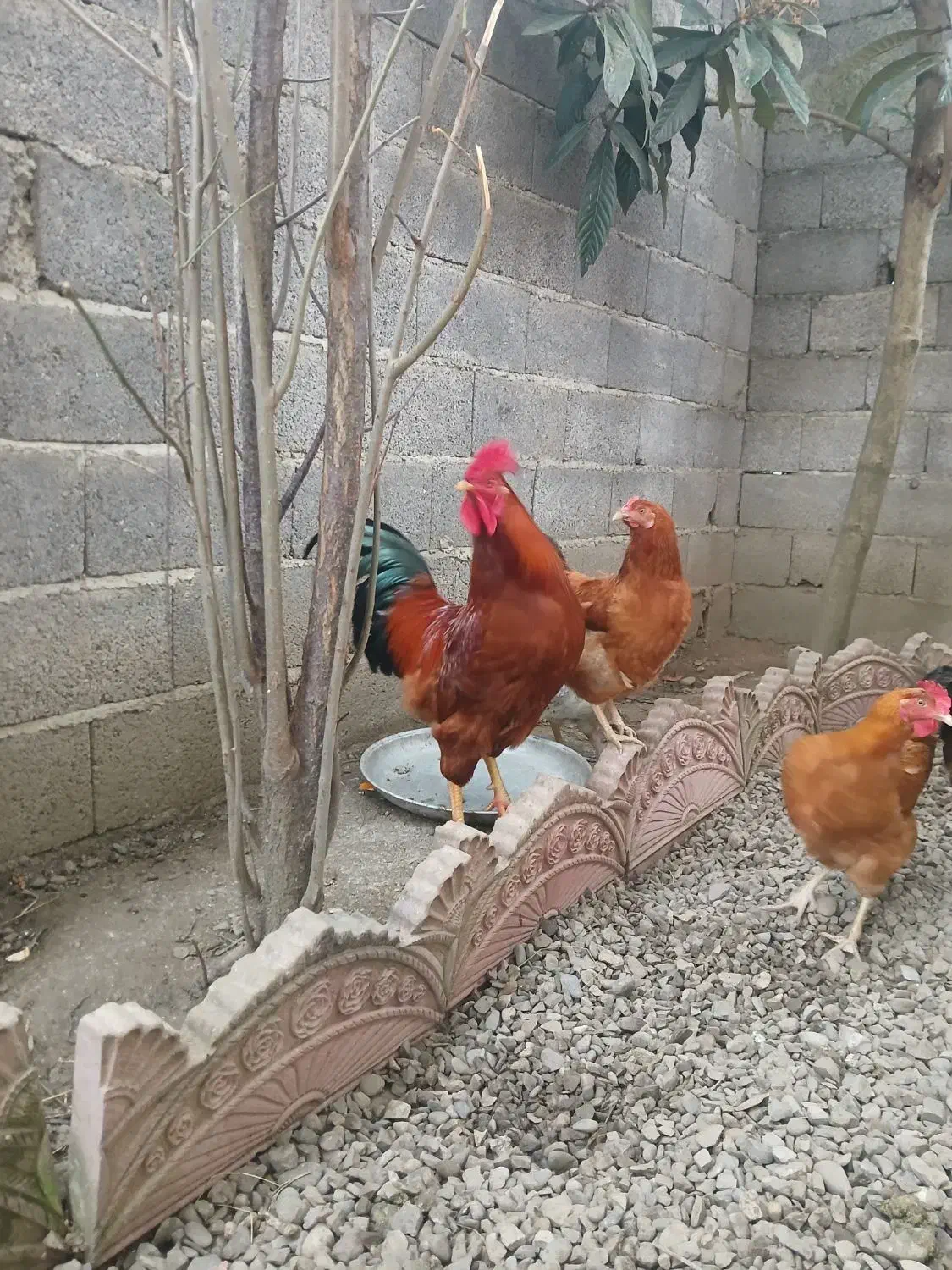 خروس محلی جوان|حیوانات مزرعه|سنگر, |دیوار