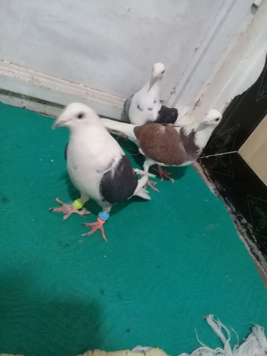 ۳تا ماده کویتی|پرنده|رشتخوار, |دیوار