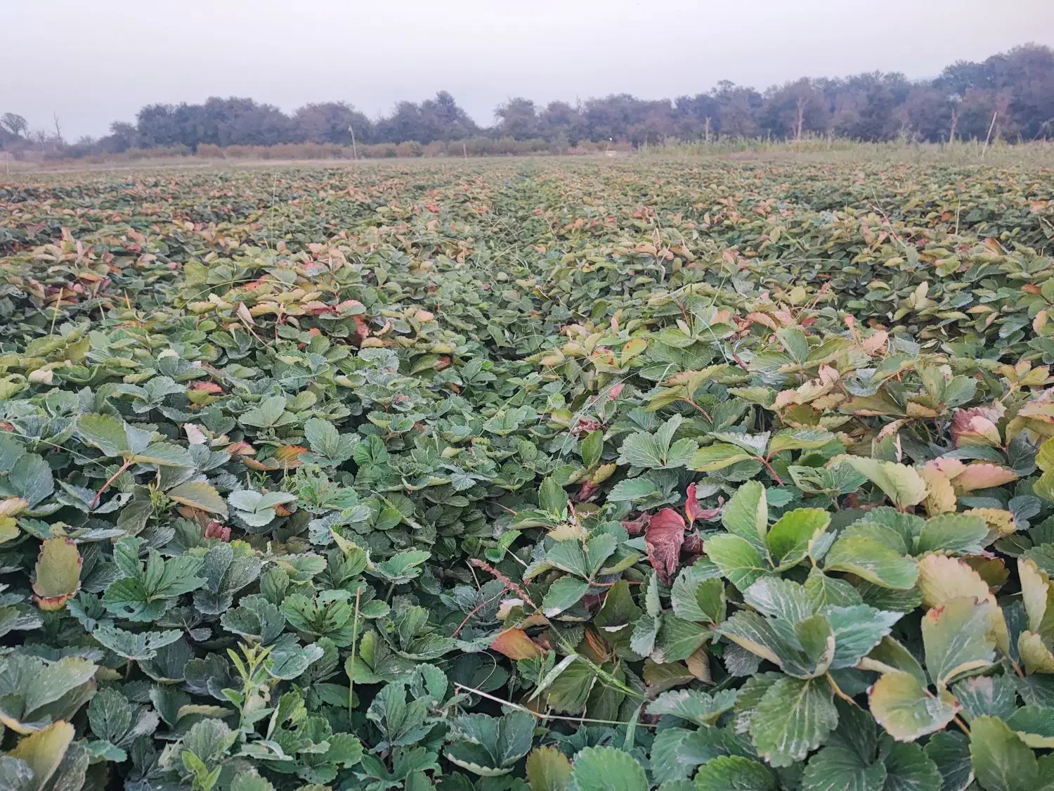 نهال سابرینا درجه یک|گل و گیاه طبیعی|دلند, |دیوار