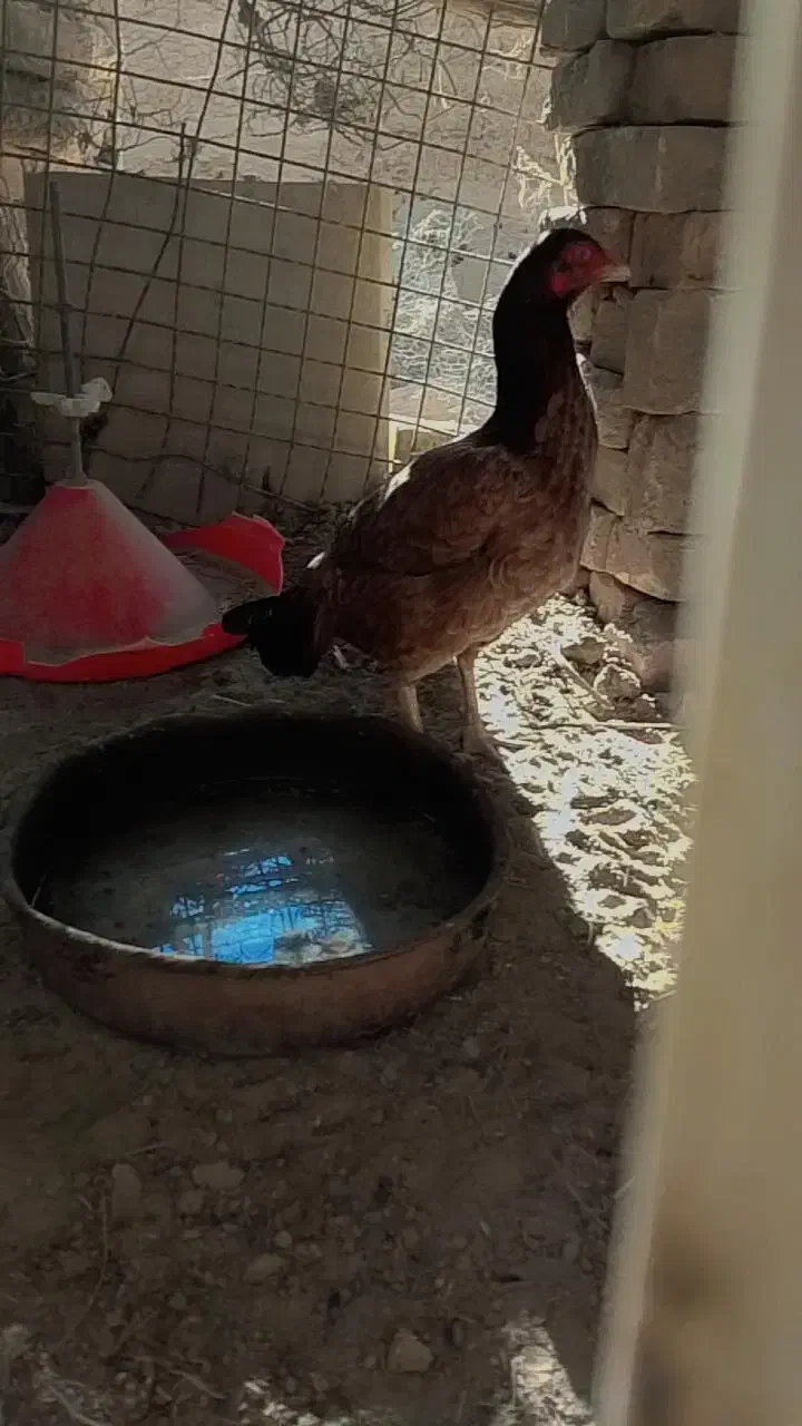 ماکیانلاری|حیوانات مزرعه|سراوان, |دیوار