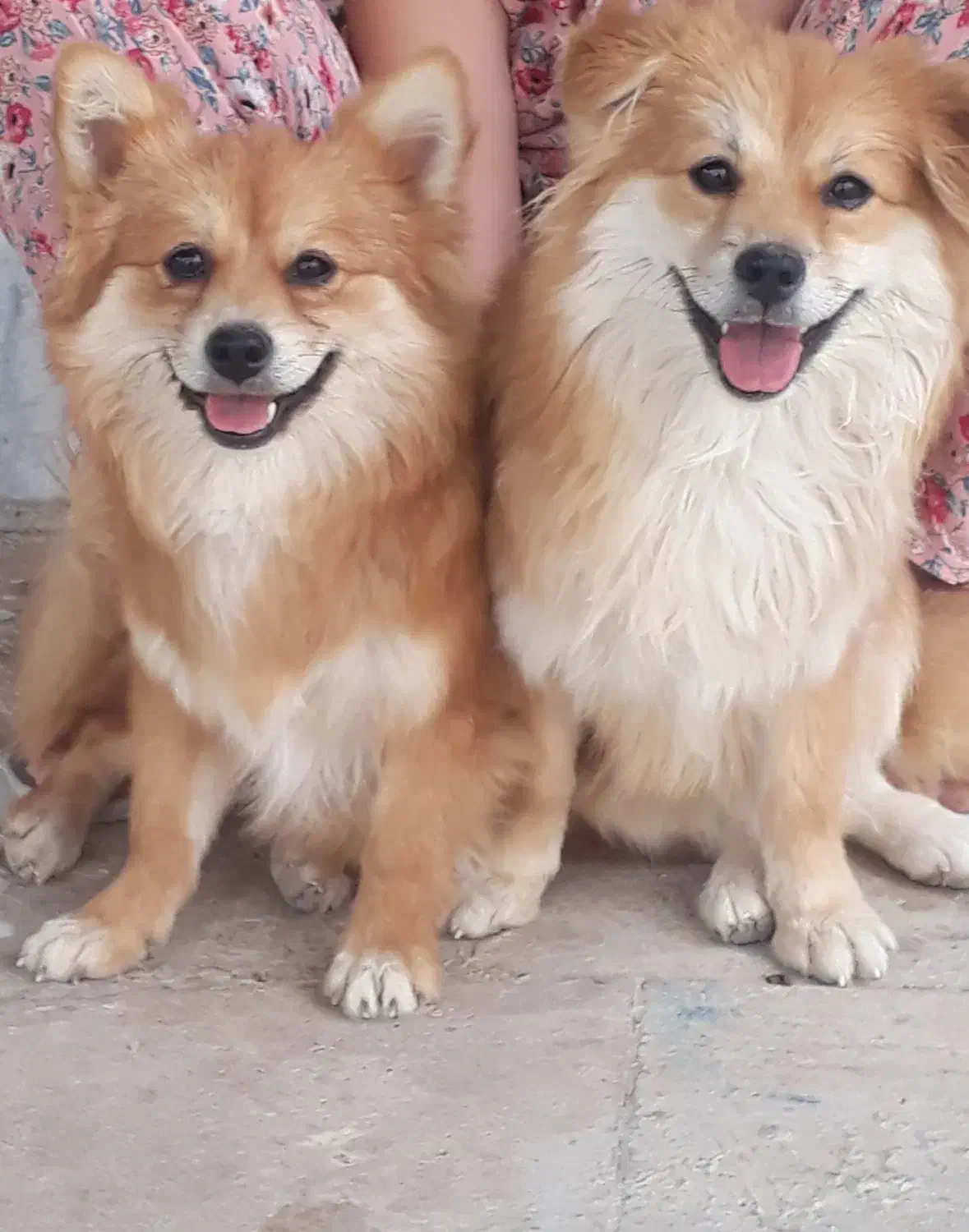 سگ پامیر روباهی|سگ|سنندج, |دیوار