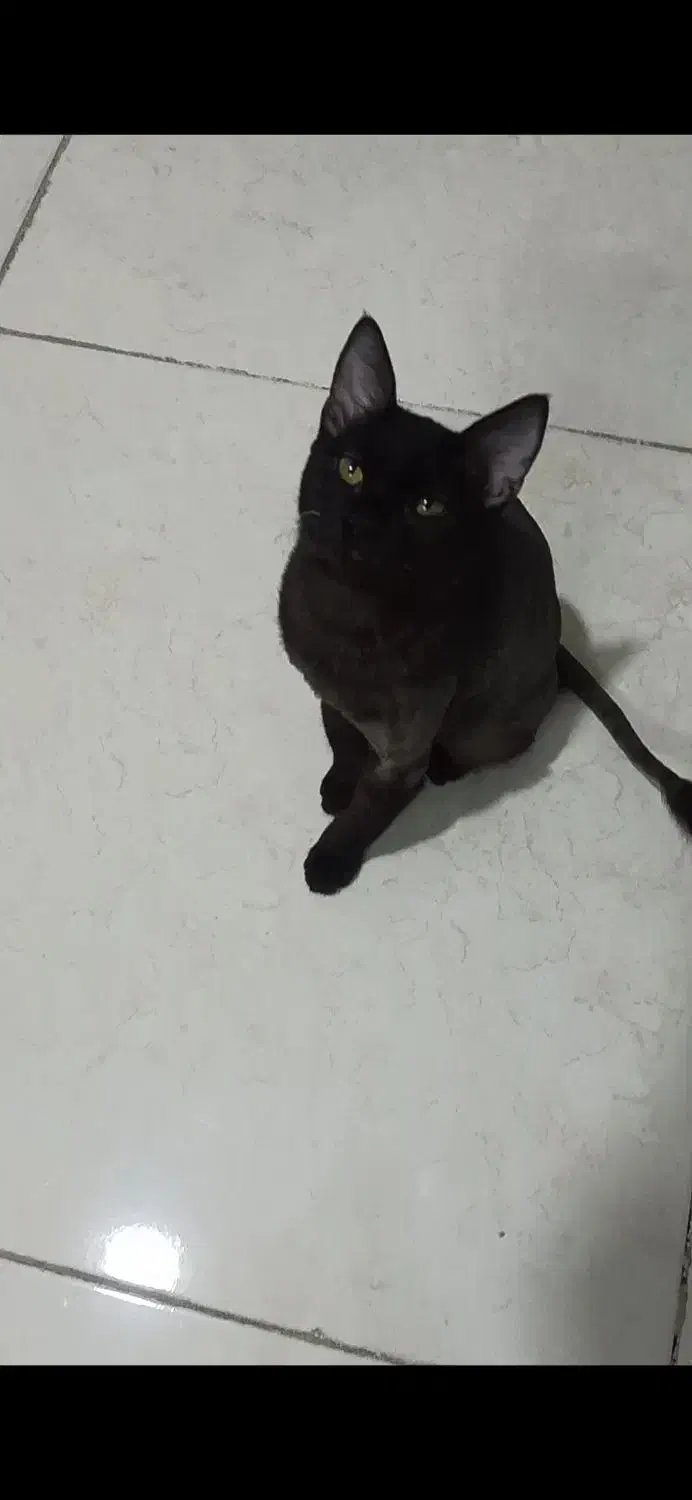 گربه مشکی|گربه|مشهد, توس (بلوار توس)|دیوار