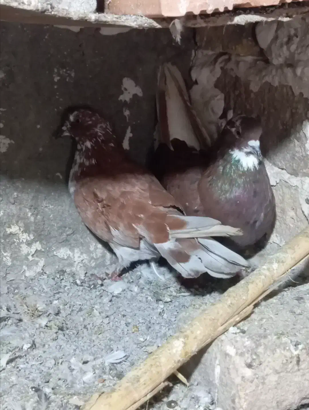 غریب گیری|پرنده|قائمشهر, |دیوار