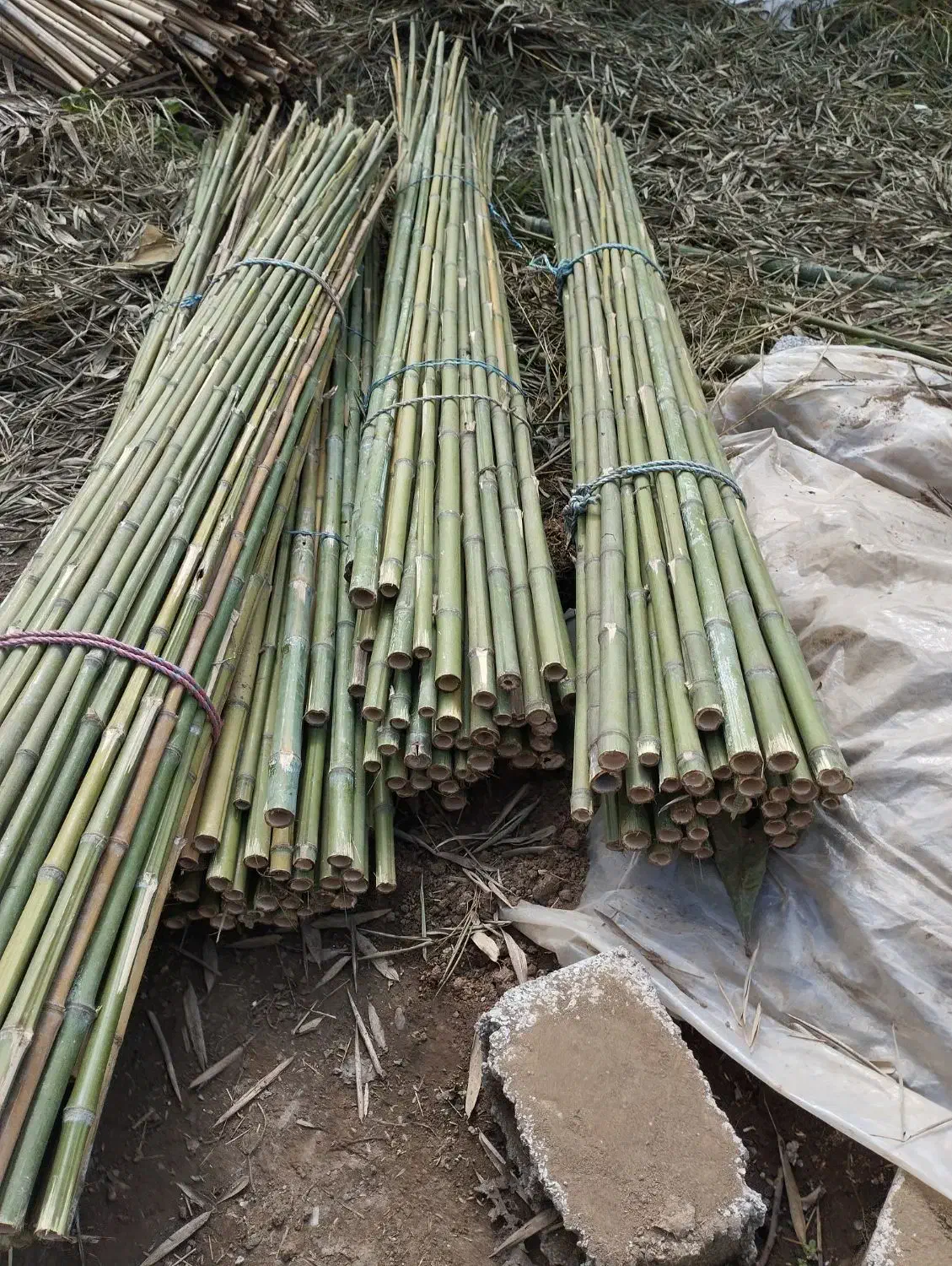 نی خیزران یا بامبو|خدمات باغبانی و درختکاری|املش, |دیوار