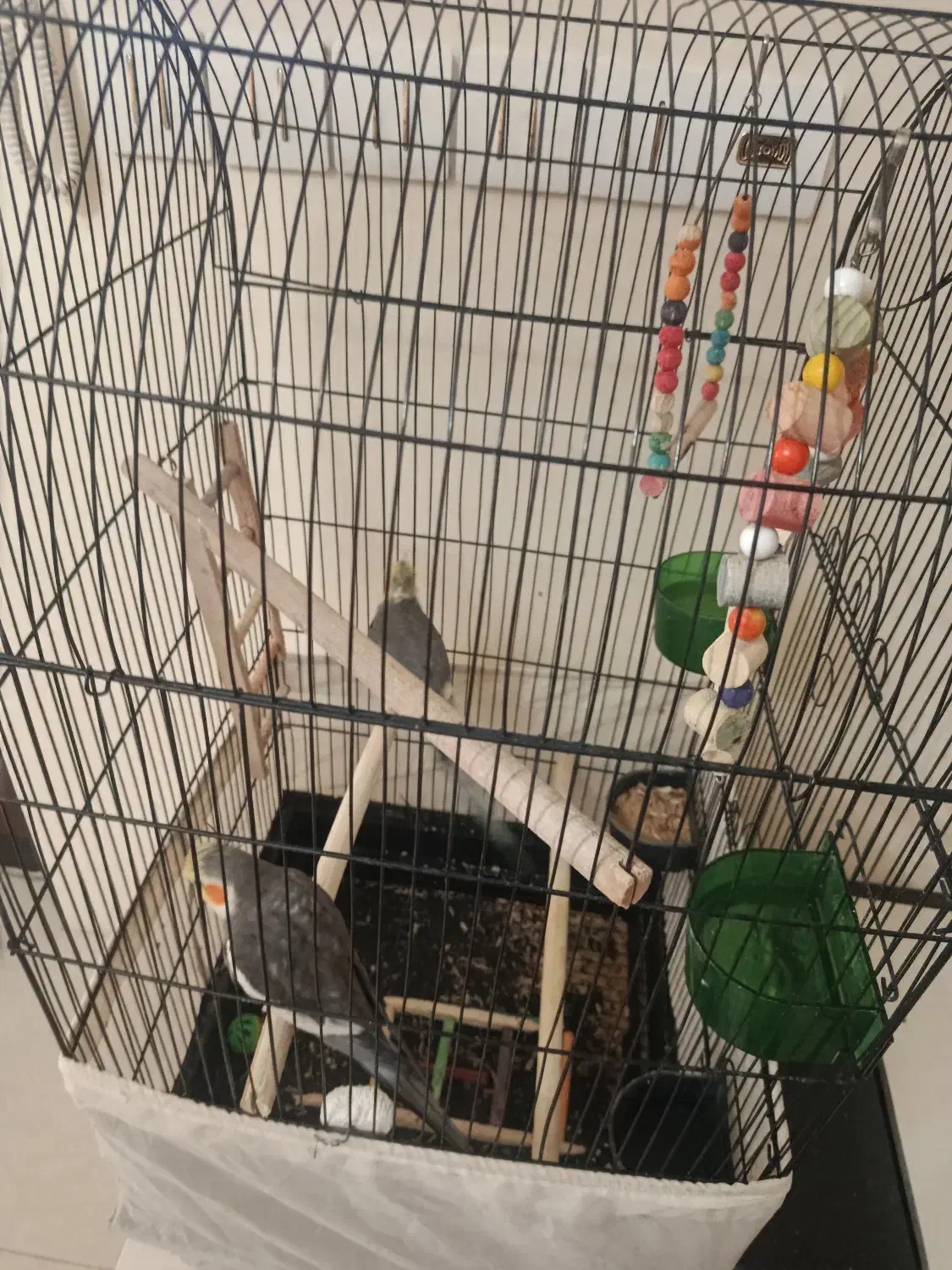 عروس هلندی|پرنده|تهران, صادقیه|دیوار