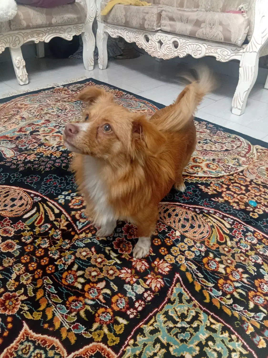 حیوان خانگی|سگ|کرج, خرمدشت|دیوار