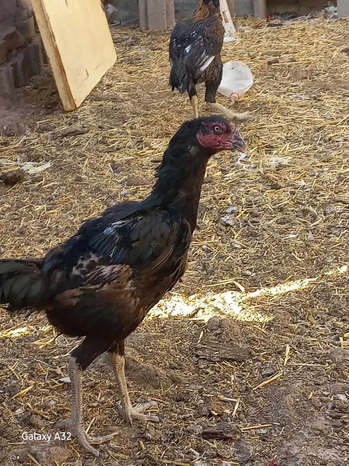 مرغ و خروس لاری اصیل|حیوانات مزرعه|تربت جام, میان جام|دیوار