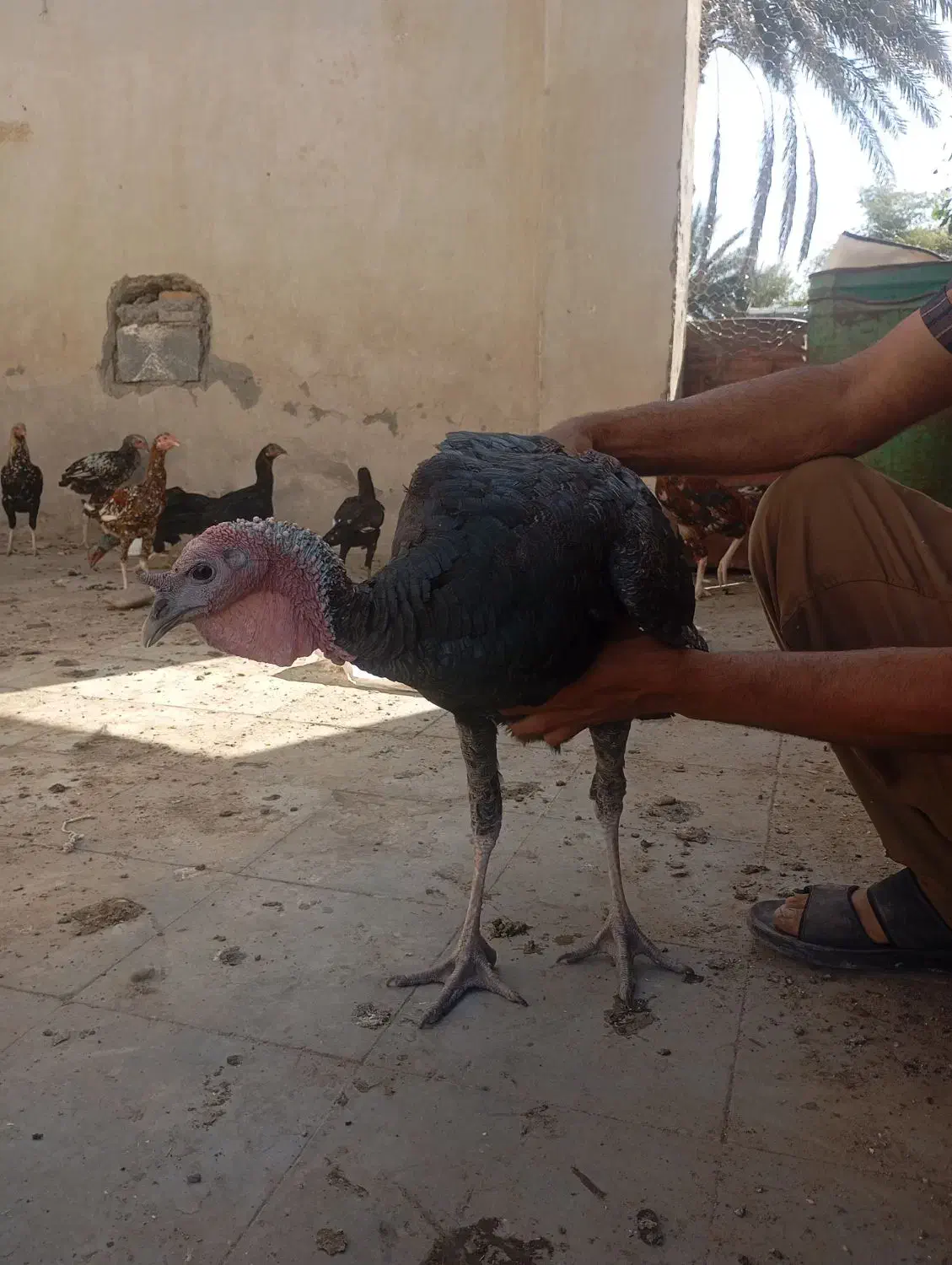 پنچ عدد بوقلمون ودوعدد خرس افغان|حیوانات مزرعه|کهنوج, |دیوار